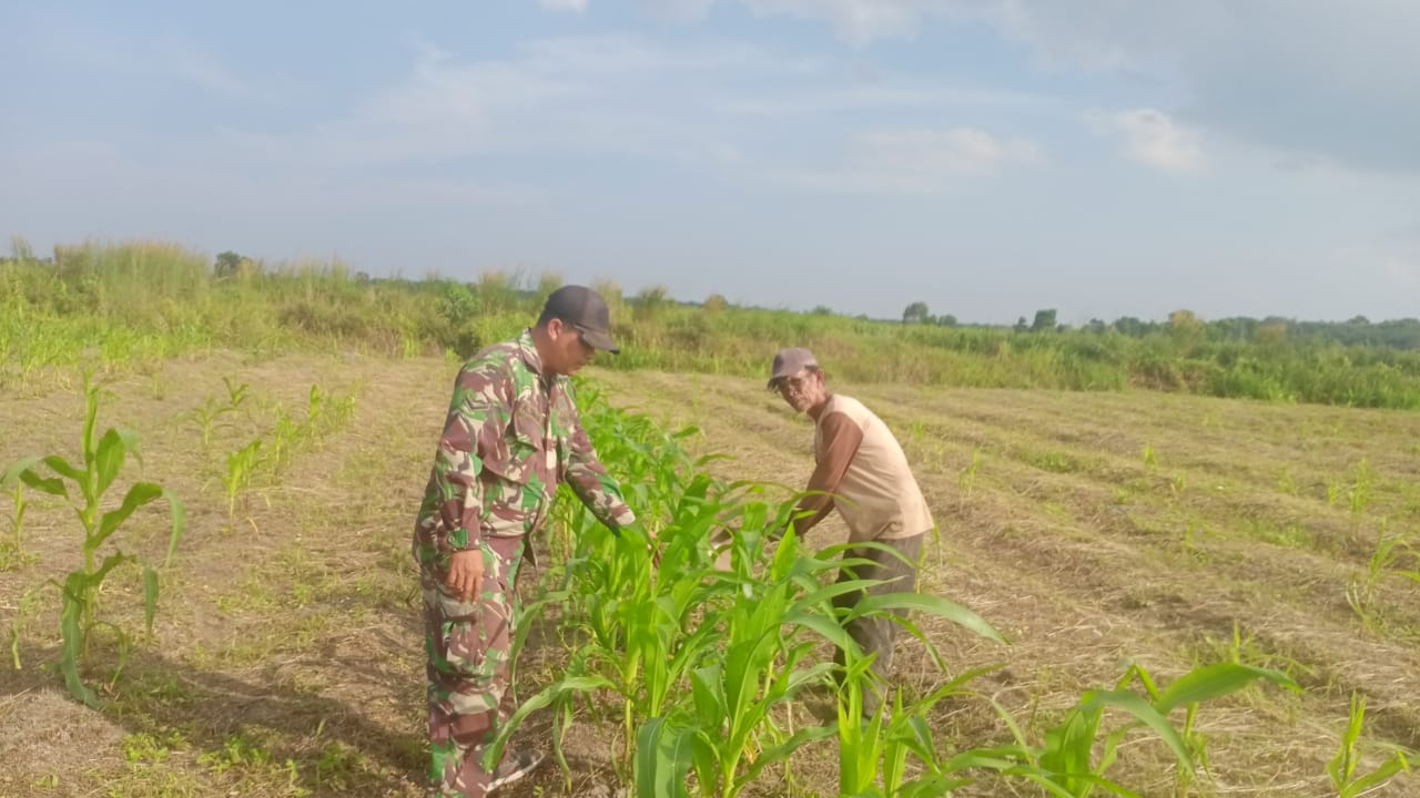 Babinsa dan Kelompok Tani Kompak Rawat Tanaman Jagung di Desa Teluk Radang