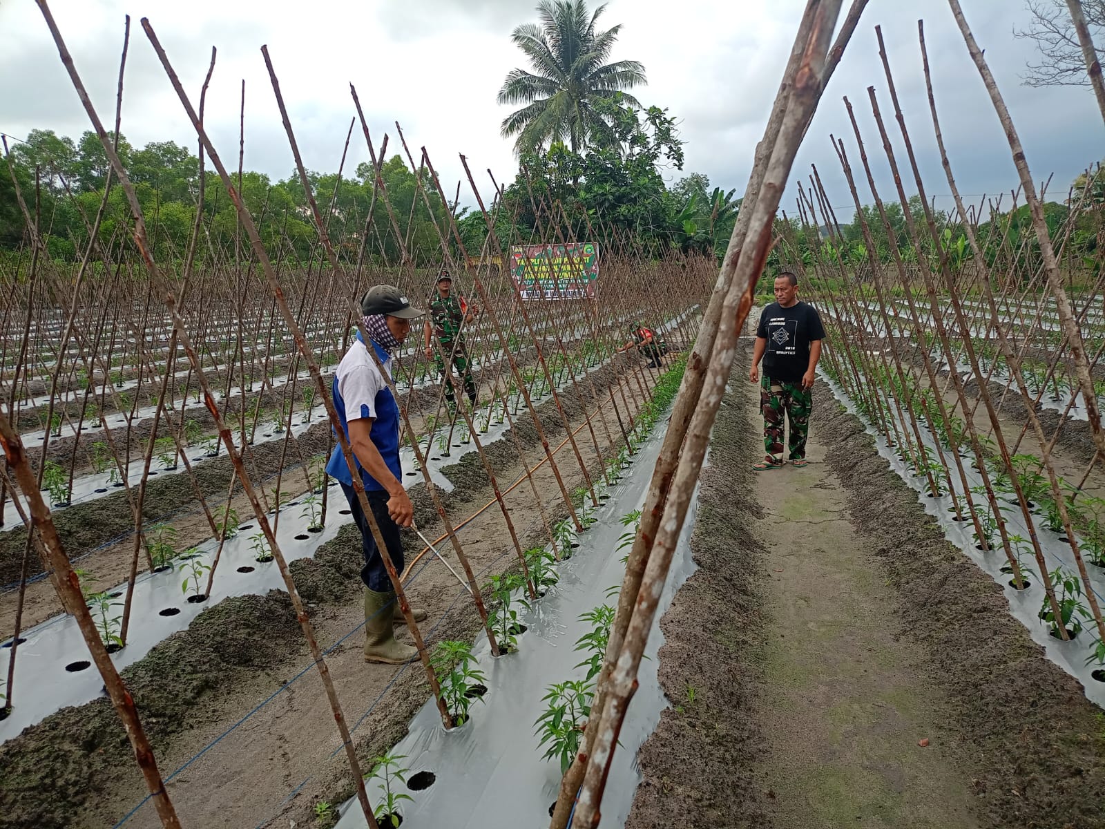 Mendukung ketahanan pangan nasional dan meningkatkan kesejahteraan petani, Personil Koramil 02/Moro lakukan ketahanan pangan di wilayahnya.