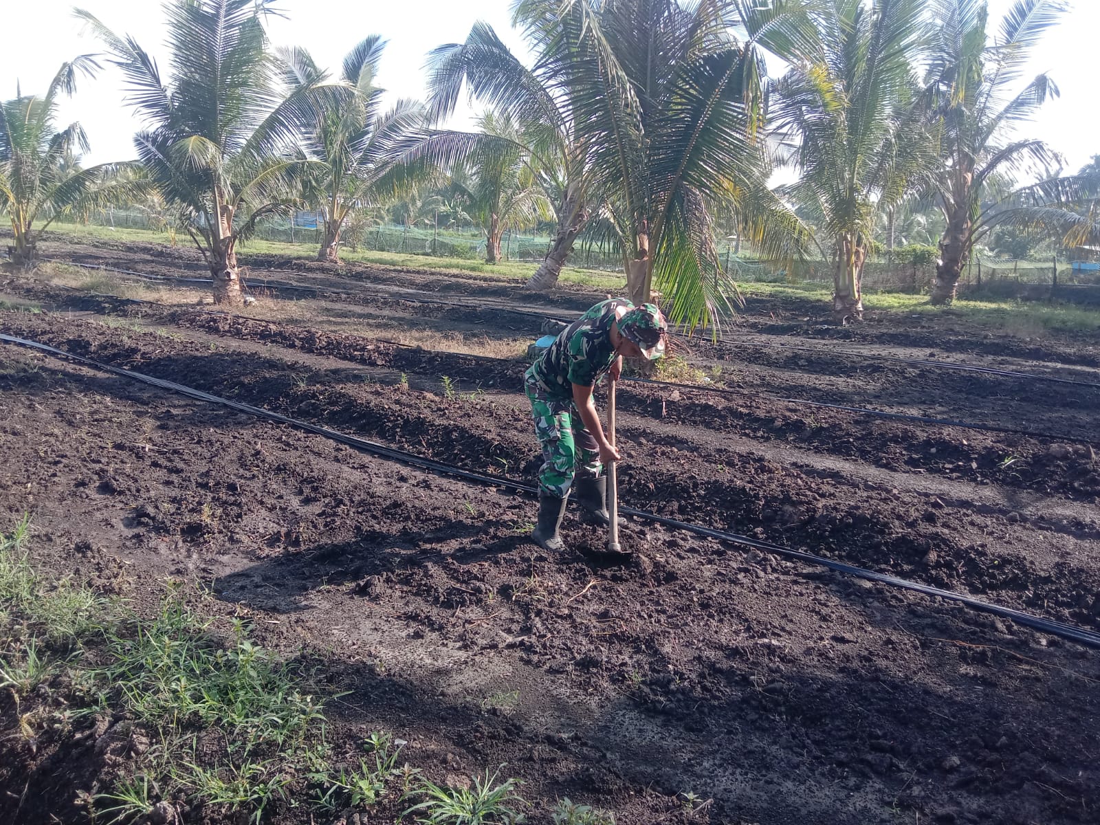 Babinsa Durai Koramil 02/Moro, Serma M.A.S. Parinduri siapkan lahan untuk kebun semangka di Desa Telaga Tujuh, Kecamatan Durai.