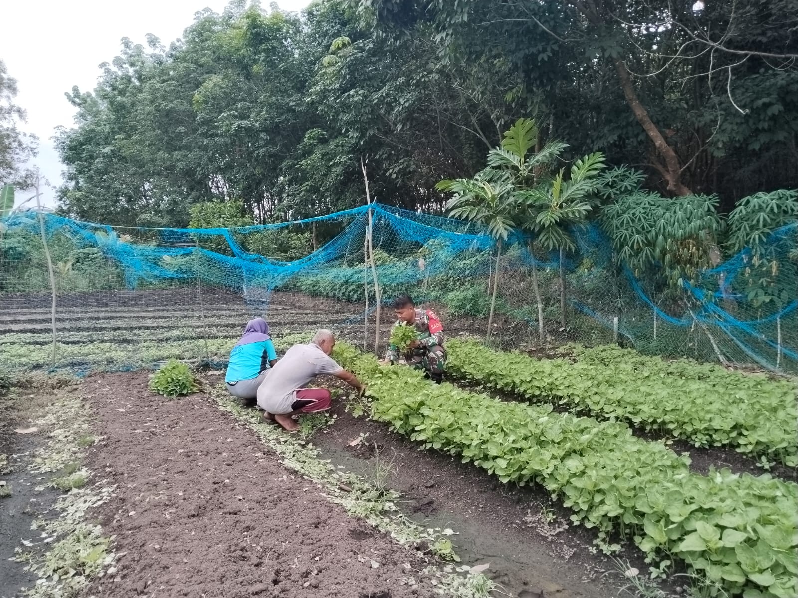 Babinsa Kelurahan Baran Barat, Koptu Billy Andra melaksanakan kegiatan Komsos dengan petani sayuran, Surakim.