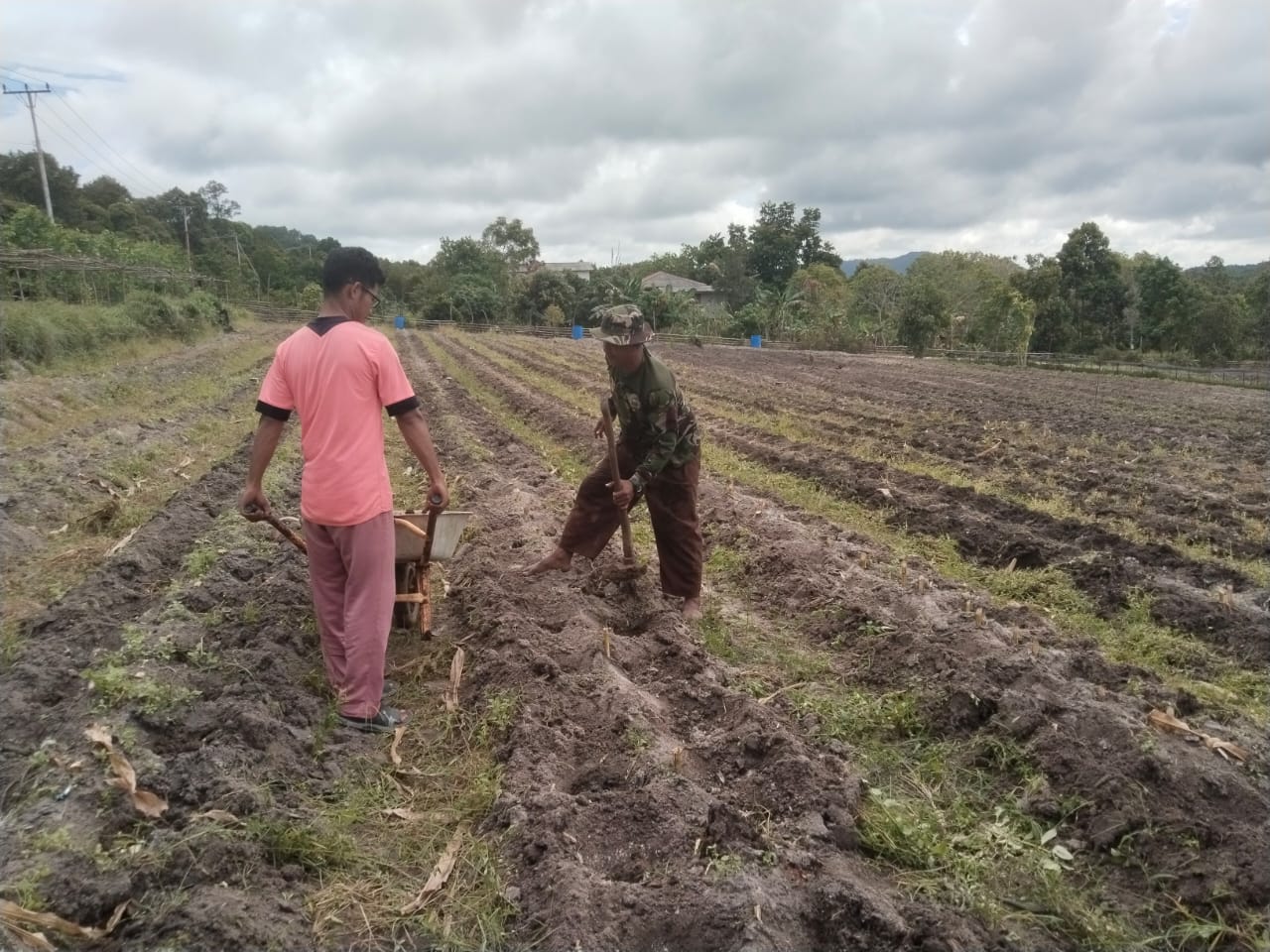 abinsa Desa Sugie, Serma M. Amin dari Koramil 02/Moro bersama warga masyarakat binaannya melaksanakan kegiatan ketahanan pangan.