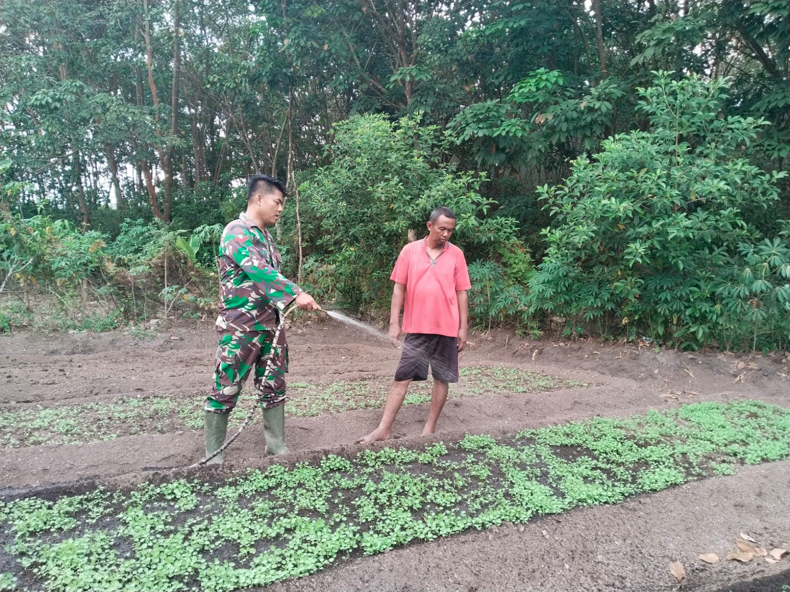 Melauli Komunikasi Sosial (Komsos), Babinsa Kelurahan Baran Barat, Koptu Billy Andra beri dukungan ke petani Bayam.