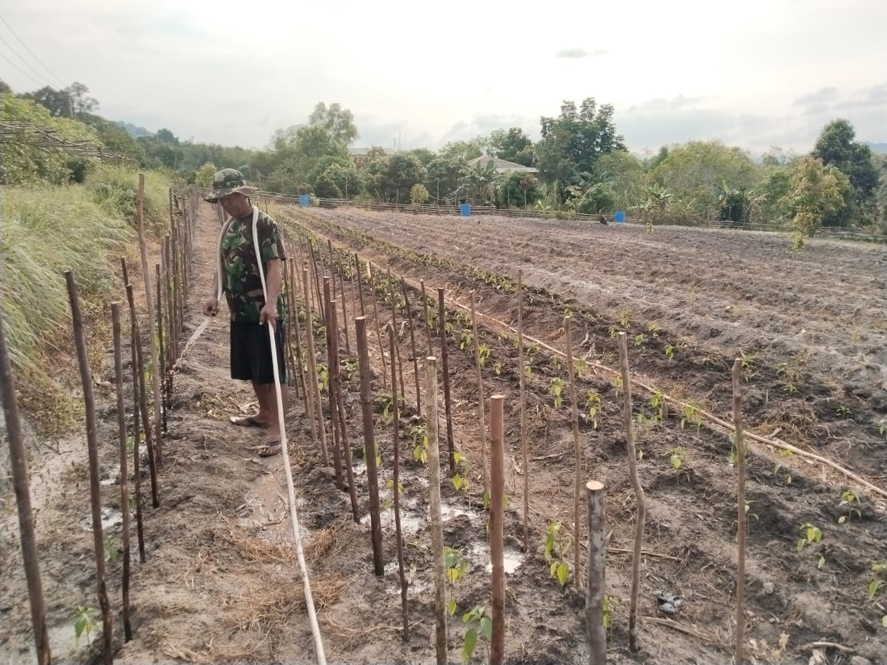 Babinsa Desa Sugie, Serma M. Amin, dari Koramil 02/Moro, melaksanakan kegiatan ketahanan pangan bersama warga binaannya.