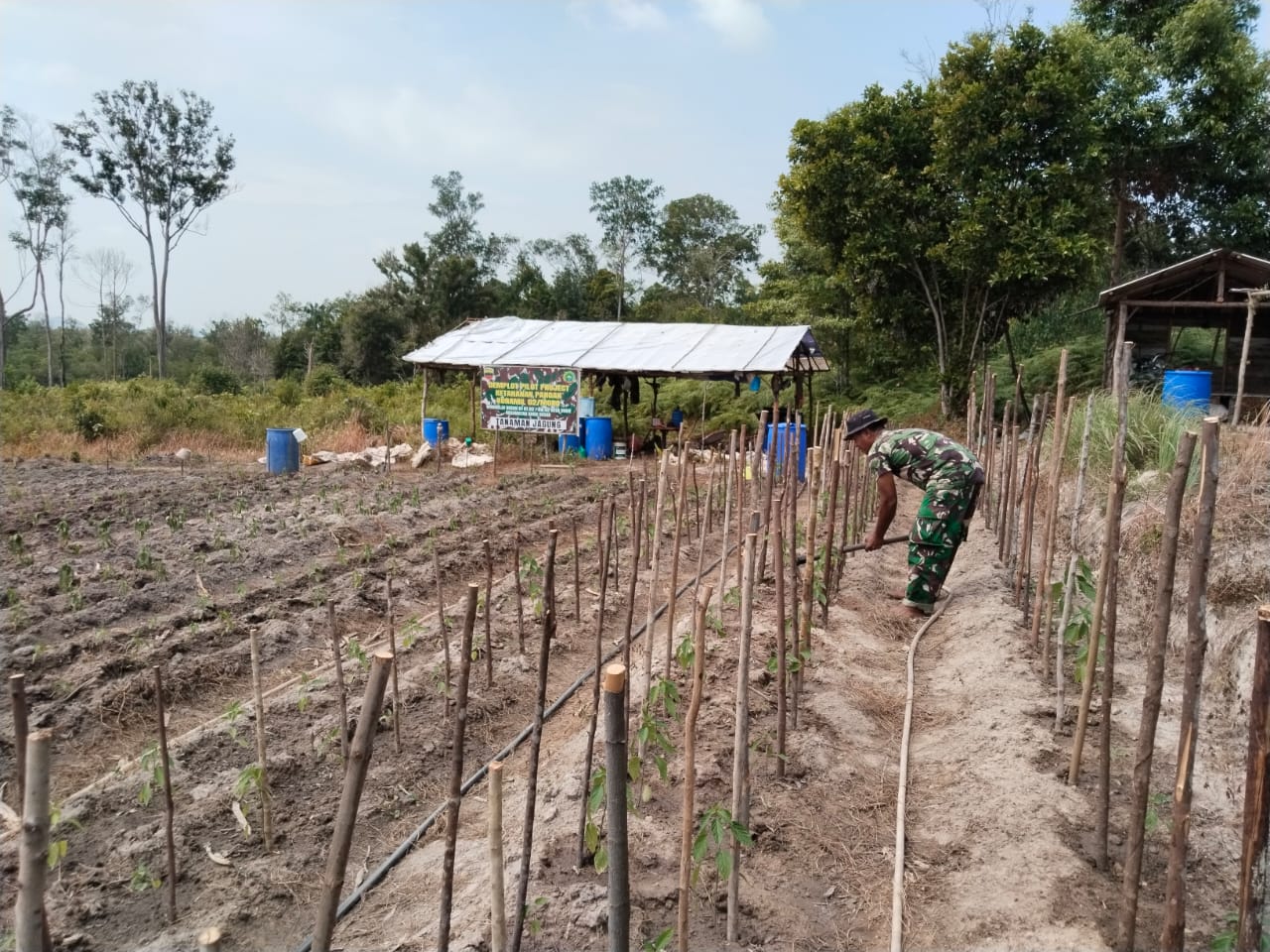 Babinsa Desa Sugie, Serma M. Amin melaksanakan perawatan dan pemupukan benih cabai rawit di lahan demplot Koramil 02/Moro.