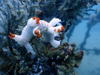 PT Timah Konsisten Tenggelamkan Artificial Reef