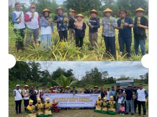 PT Timah dan Kelompok Tani Air Jelutung Desa Badau Sulap Lahan Bekas Tambang Jadi Kebun Nanas