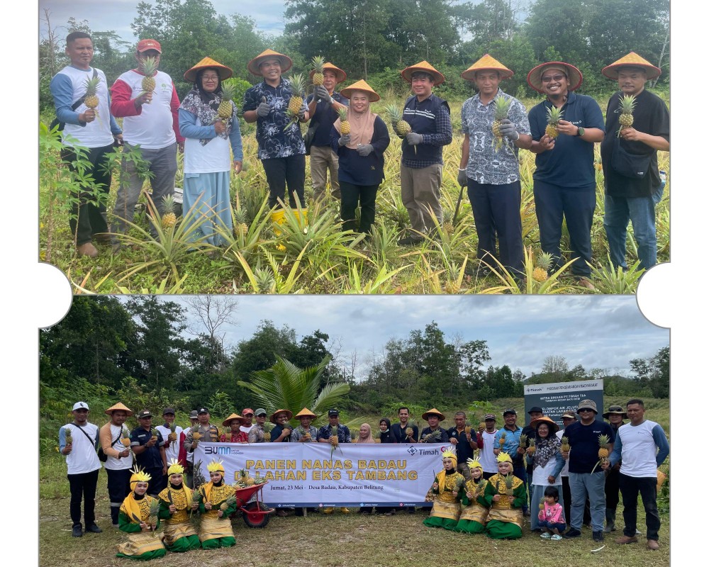PT Timah dan Kelompok Tani Air Jelutung Desa Badau Sulap Lahan Bekas Tambang Jadi Kebun Nanas