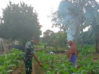 Babinsa Rawa Jaya Dorong Warga Tanam Sayur Demi Tambahan Penghasilan