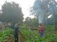 Babinsa Rawa Jaya Dorong Warga Tanam Sayur Demi Tambahan Penghasilan