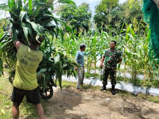 Babinsa Kelurahan Harjosari Ajak Petani Tingkatkan Produksi Jagung