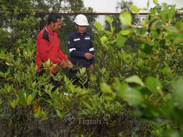 PT TIMAH Tbk Konsisten Dorong Pelestarian Lingkungan Melalui Program Seribu Pohon untuk Negeri