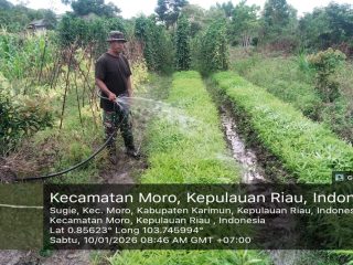 Babinsa Koramil 02/Moro Rawat Demplot Sayuran di Desa Sugie