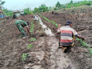 SERMA M. AMIN LAKSANAKAN PERAWATAN TANAMAN SEMANGKA