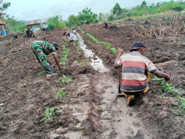 SERMA M. AMIN LAKSANAKAN PERAWATAN TANAMAN SEMANGKA