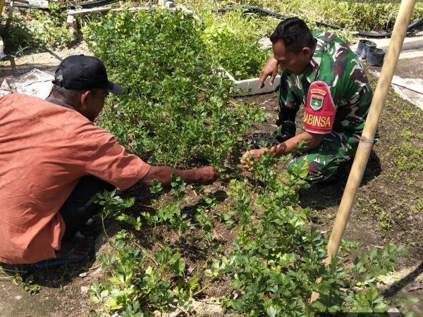 SERTU SURIYONO BERIKAN MOTIVASI KEPADA PETANI DI DARUSSALAM
