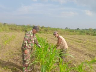 Babinsa Ungar Turun ke Lahan, Perkuat Pendampingan Petani Jagung
