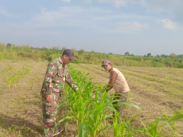 Babinsa Ungar Turun ke Lahan, Perkuat Pendampingan Petani Jagung
